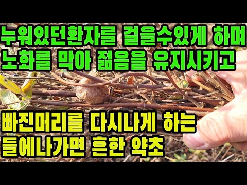 인동덩굴(인동등)―보행이 힘든 환자를 걸을 수 있게 하며, 간기능을 회복시키고 늙지 않게 한다