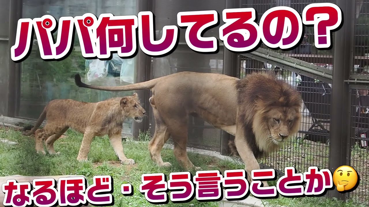 パパ・何してんの？【なるほど・そう言うことか🤔】 #のんほいパーク