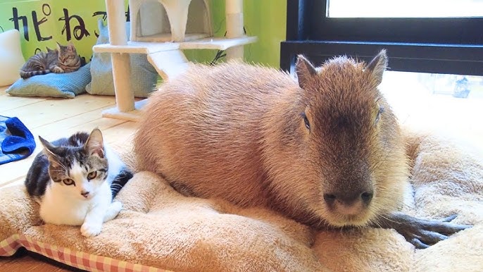 Capybara Land PUIPUI - All You Need to Know BEFORE You Go (with Photos)