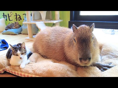 Capybara & Cat Cafe in Japan Tokyo 🐈 Capy Neko Cafe Kichijoji