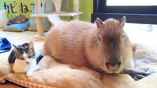 Capybara & Cat Cafe в Японии Токио 🐈 Capy Neko Cafe Kichijoji