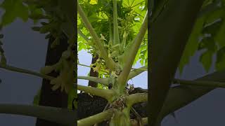 Papaya Tree Carica papaya