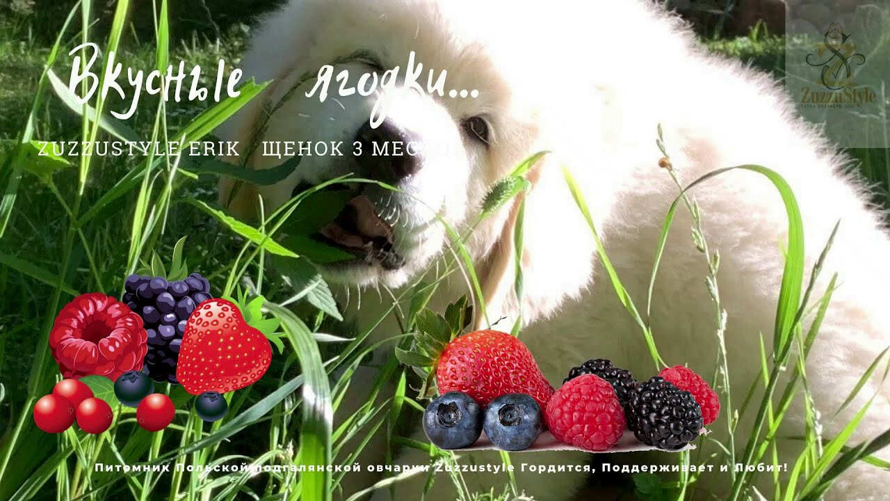 Белый медвежонок Zuzzustyle Erik собирает урожай малины.