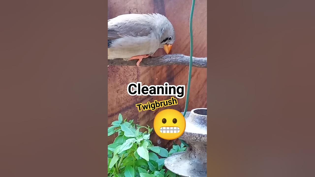 Do Birds Clean Their Beaks YouTube do-birds-clean-their-beaks-youtube