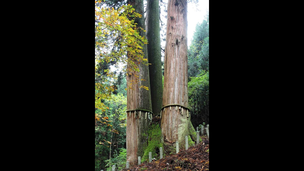 に対応する 原油 トリップ 花 脊 の 三 本杉 Cgt Expo Jp に対応する 原油 トリップ 花 脊 の 三 本杉 Cgt Expo Jp