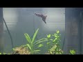 My first asmr clip fish tank uncut german