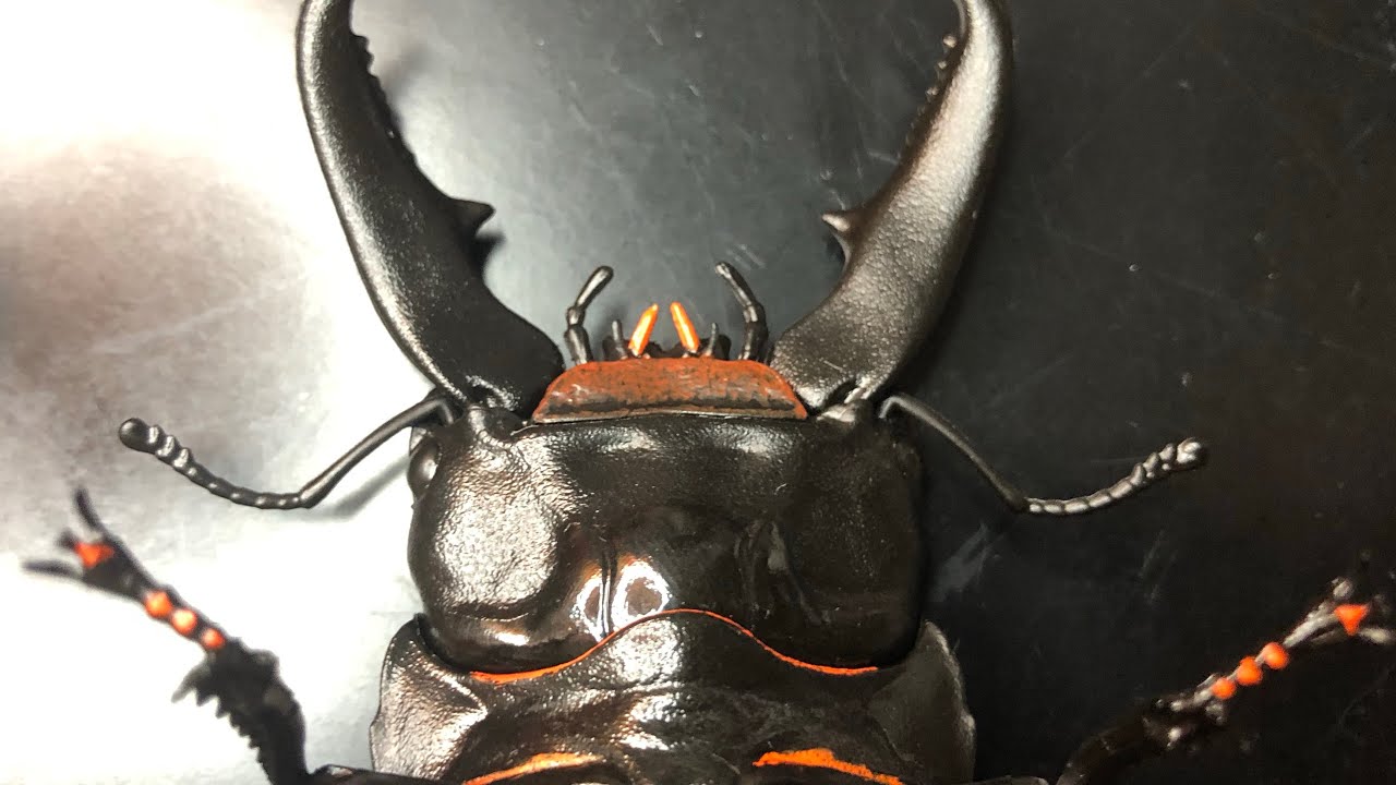 Hirata Stag Beetle Additional Painting Repaint Ikimono Daizukan