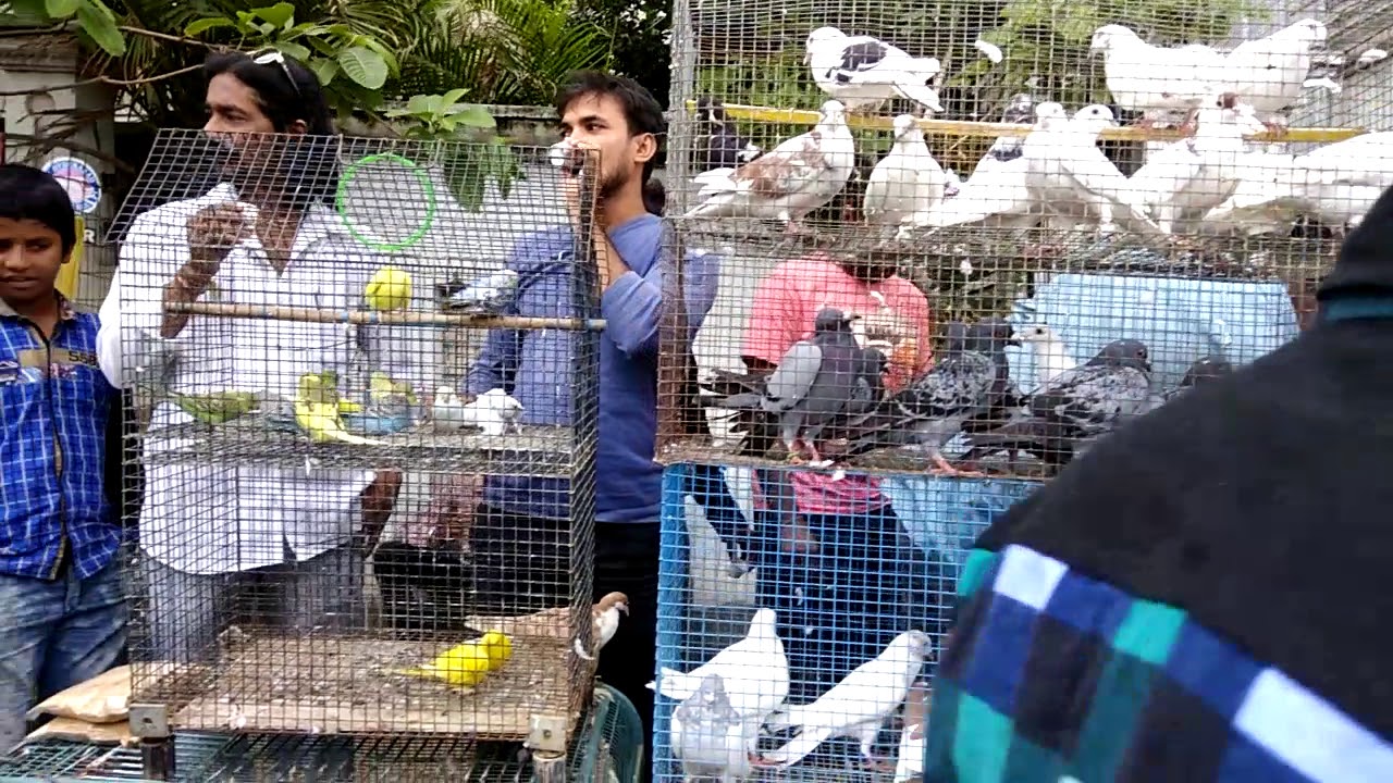 Erragadda Market Hyderabad animals cute Pets YouTube