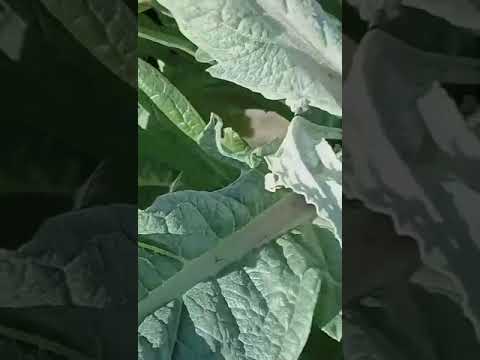 من مزارع بيور هارفسيت نقدم لكم موسم 2025 للخرشوف الطازج من الطبيعة   