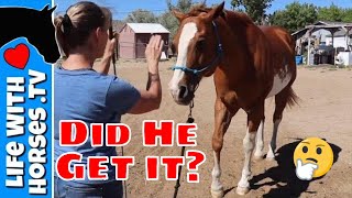 GROUNDWORK- Teaching my Horse to Back Up & Come to Me with Hand Cues- Day 2
