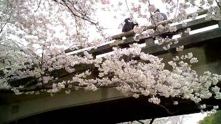 090405 岡崎城の桜 -07- (愛知県岡崎市)