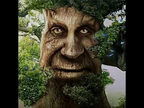magical wise tree music｜TikTok Search