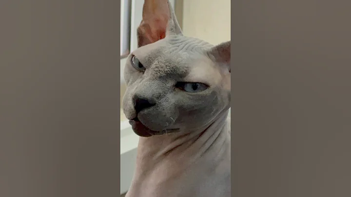 Video 10469581: sphynx cat enjoying, sphynx girl, cats catio