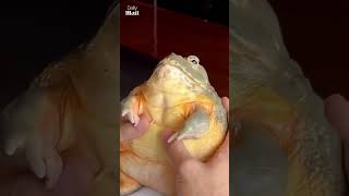 Chunky Frog Relaxes To Belly Rubs