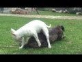 Bull terrier &amp; Cone Corso