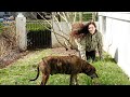 Spring Lawn Care - Weed, Mow & Fertilize / Dirt and Dish