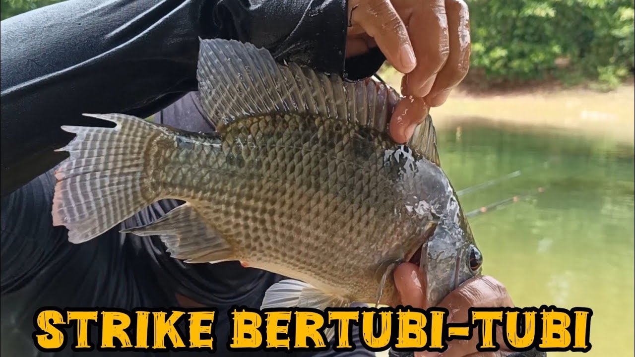 AIR RIAM KANAN SEMAKIN DALAM || MEMBUAT IKAN NGUMPUL DI PINGGIRAN