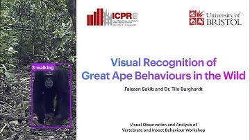 Visual Recognition of Great Ape Behaviours in the Wild - VAIB Workshop Paper at ICPR 2020
