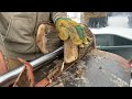 Splitting black walnut firewood