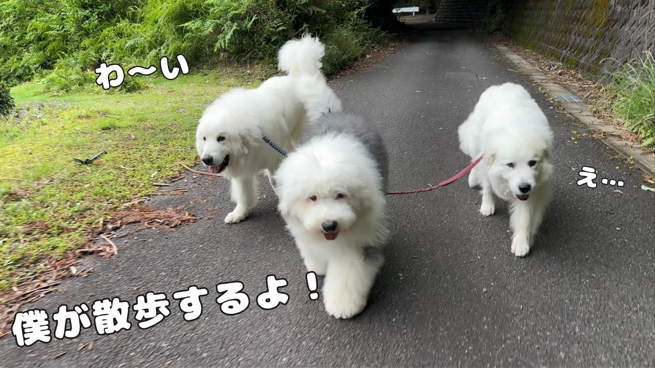 まさか…】一番ヤンチャな大型犬がなんと超大型犬2頭を引き連れて散歩