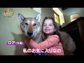 【40万回再生突破!】【海外の反応】世界で暮らす日本犬(紀州犬・甲斐犬・土佐犬)