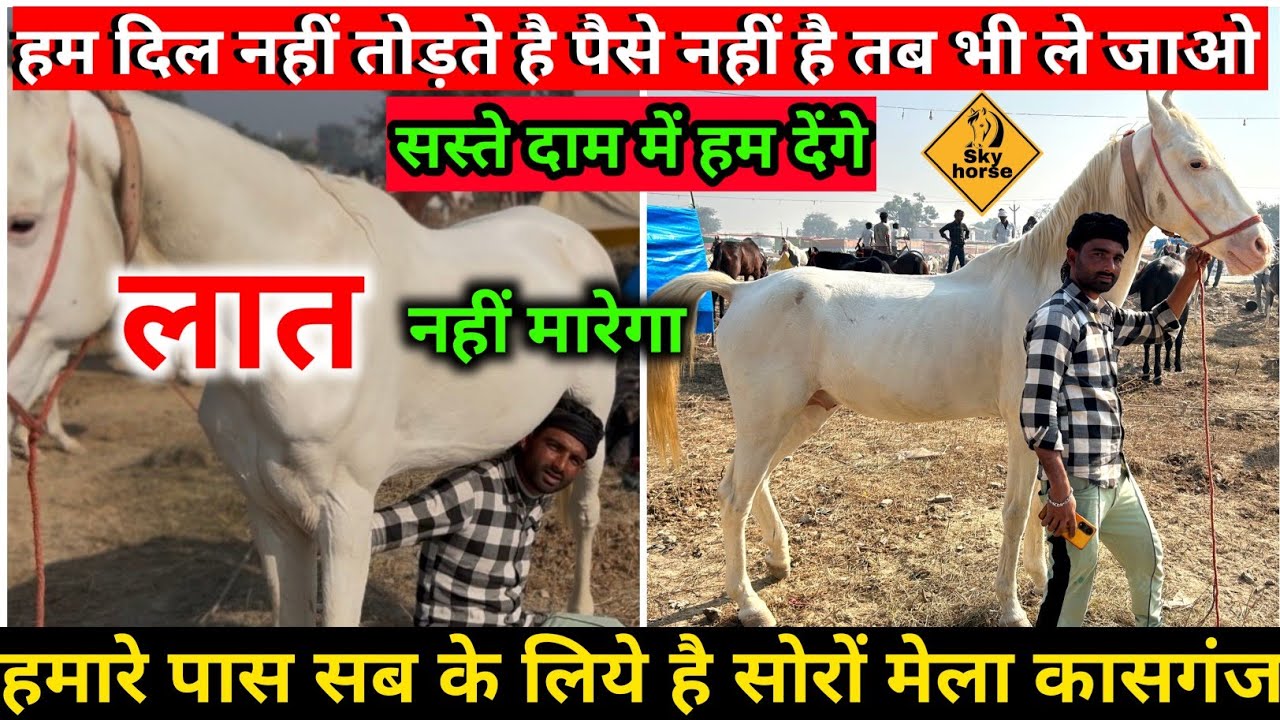 वफ़ादारी हे हमारे माल में नमक का असर आ जाता हे |#सोरोंमेला 2024