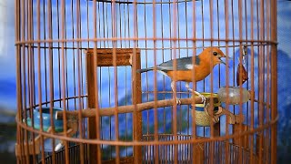 SEKALI PANCING ANIS MERAH MACET JARANG BUNYI ATAUPUN BAHAN BAKAL NYAUT DENGAN GACOR, COBA BUKTIKAN