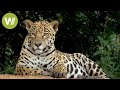 Secret brazil jaguar the king of the pantanal  animal documentary  part 12