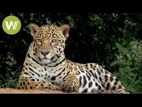 Secret Brazil: Jaguar, the king of the Pantanal | Animal documentary - Part 1/2
