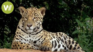 Secret Brazil: Jaguar, the king of the Pantanal | Animal documentary  Part 1/2