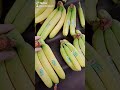 Big Bananas Big Bananas
