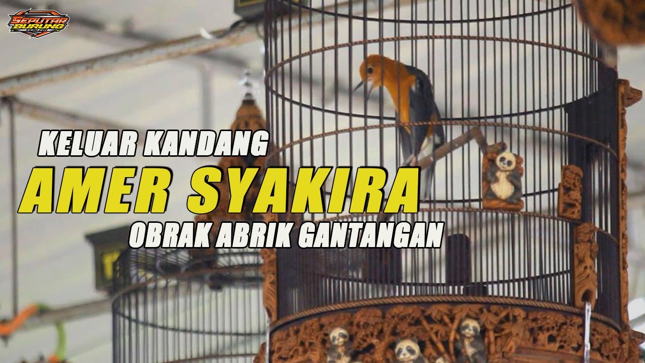 AMER SYAKIRA - KELUAR KANDANG OBRAK ABRIK GANTANGAN