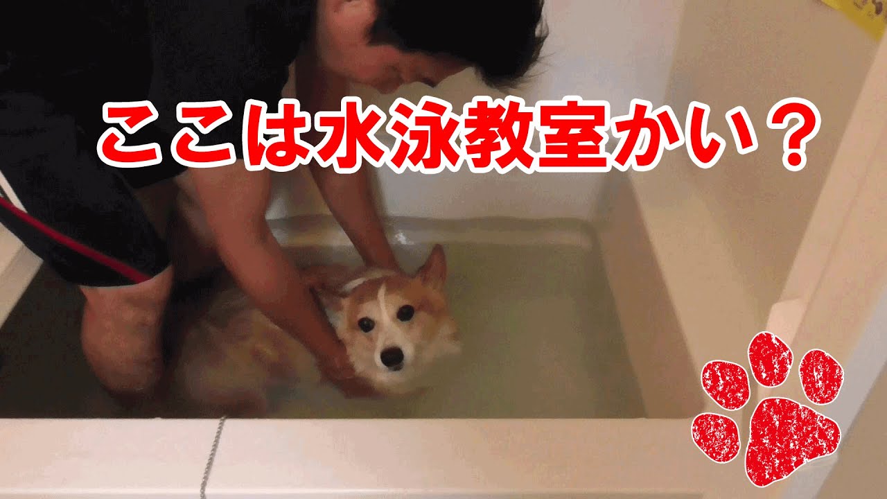 上手に犬をお風呂に入れる方法 大人しくお風呂が入れるように成長したコーギーチロ Youtube