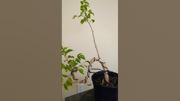 How to bend bonsai trunk #bonsaitree #tutorial #howto #bonsai #guide #tips #plant