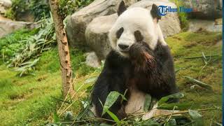 10 Tahun Bertemu, Akhirnya Sepasang Panda Kawin di Tengah Pandemi