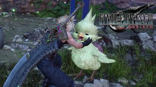 Cloud Petting Chocobo Chick Compilation - Final Fantasy VII Rebirth