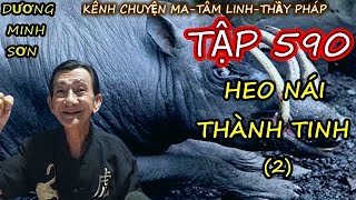 TẬP 590 : HEO NÁI THÀNH TINH (PHẦN 2) I CHUYỆN MA DƯƠNG MINH SƠN I