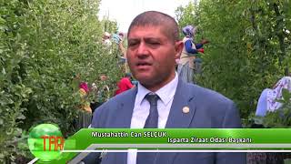 Isparta’da elma hasadı başladı