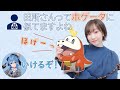 ホゲータ(CV. 田所あずさ)【田所あずさ】【星街すいせい】