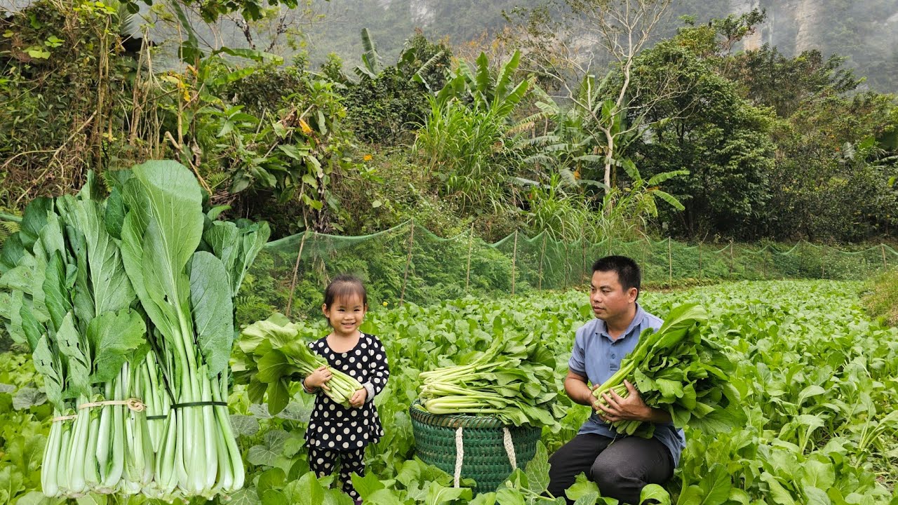 Harvesting vegetables garden goes to the market sell-Taking care of ducks and chickens