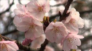 CHERRY BLOSSOM AT IZU HIGHLAND-8MAR2011-伊豆高原の桜 - (HD 720P)