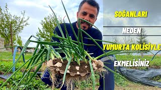 soğanı yumurta kolisine ektik ve işte muhteşem sonuç Resimi