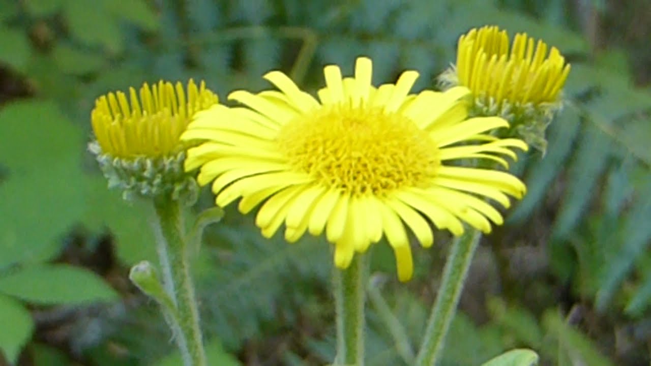 Fleabane - Pulicaria dysenterica - Flóapurkur - Villtar jurtir - Körfublóm - Gulir fíflar