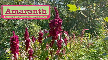AMARANTH - An Amazing SUPERFOOD! HOW TO Harvest, Dry, Store, Thresh, Winnow & Make Into Flour!