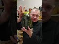 золотая настойка из корней одуванчика пырея лопуха 