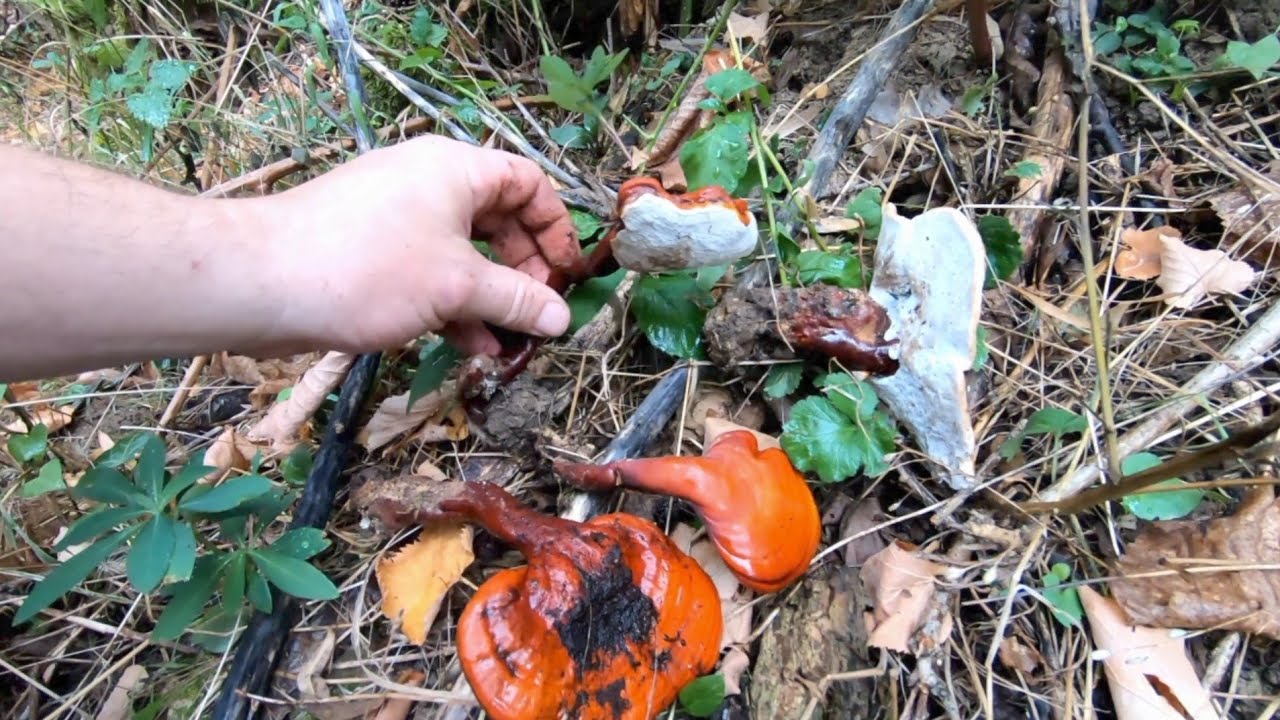 Potraga za zdravljem, Hrastova sjajnica - Reishi
