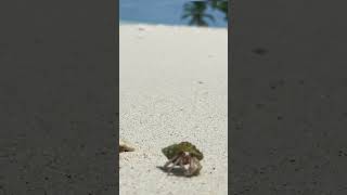 Embracing Change A Hermit Crabs Unexpected Oceanic Adventure