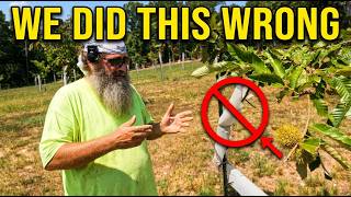 The Mistakes We Made Starting Our Chestnut Orchard