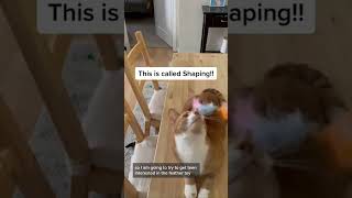 New Button Training Method - Teaching To PRESS The Button!!! Shaping | CatManJohn