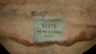 Red Mill Schottische - Victor Herbert 1906 | Player piano